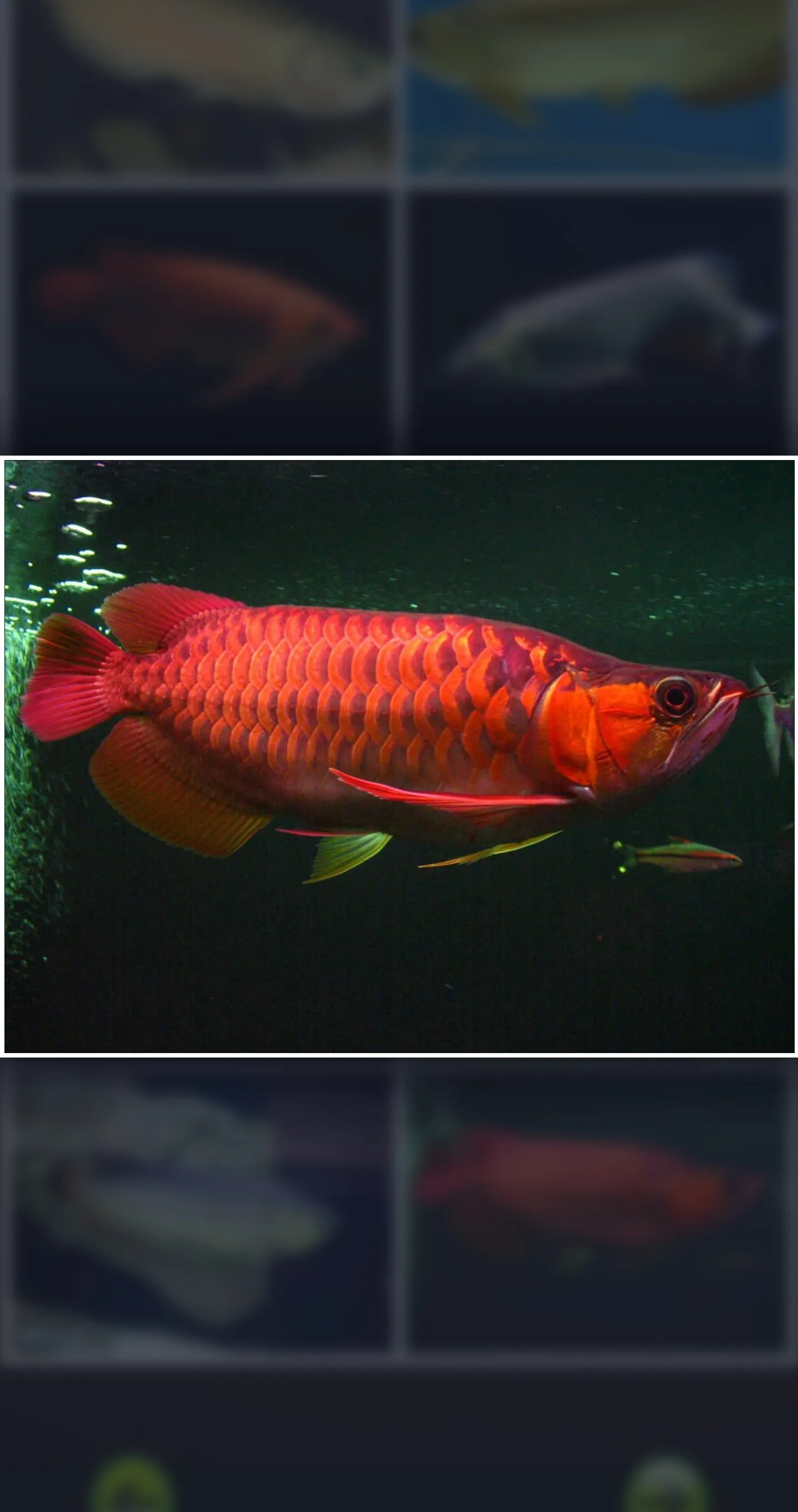 Arowana Fish - Care, Guide | Indus Appstore | Screenshot