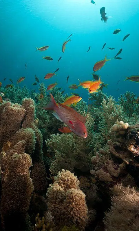 Ocean Fish Live Wallpaper | Indus Appstore | Screenshot