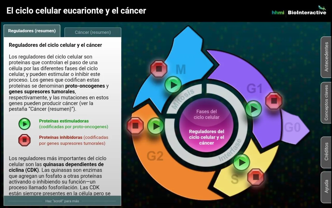 El ciclo celular eucarionte y  | Indus Appstore | Screenshot