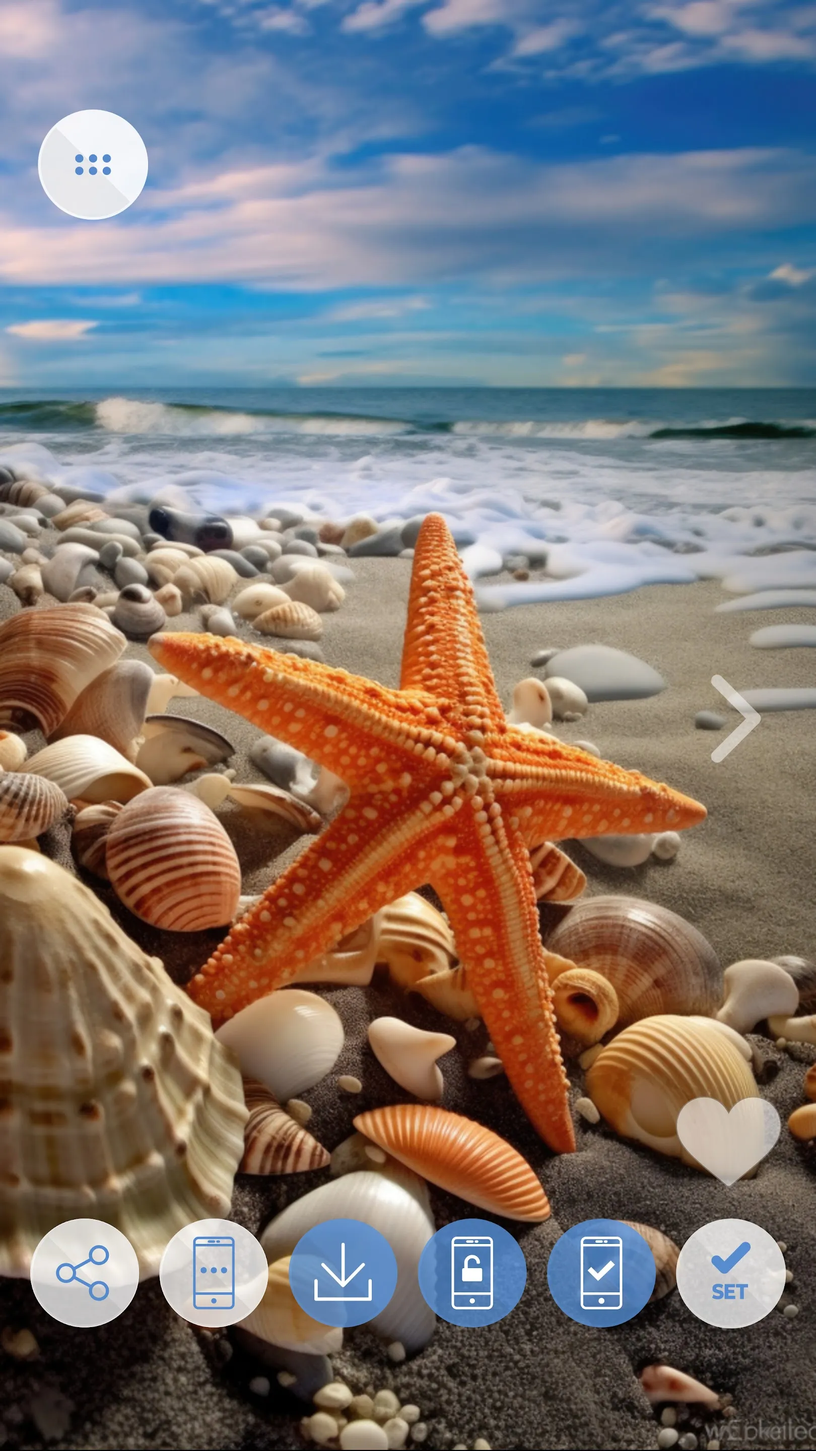 Seashells wallpapers 4K | Indus Appstore | Screenshot