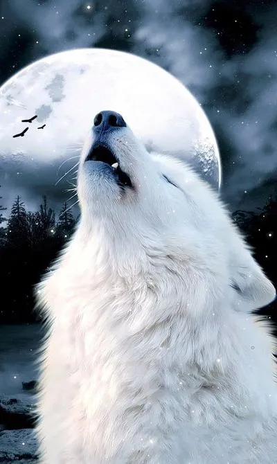 Wolf Wallpapers | Indus Appstore | Screenshot