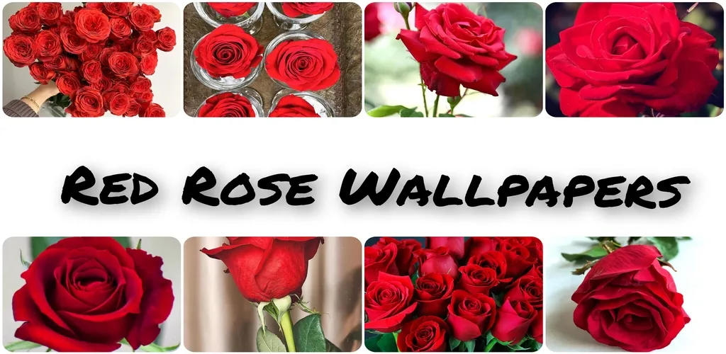 Red Rose HD Wallpapers | Indus Appstore | Screenshot