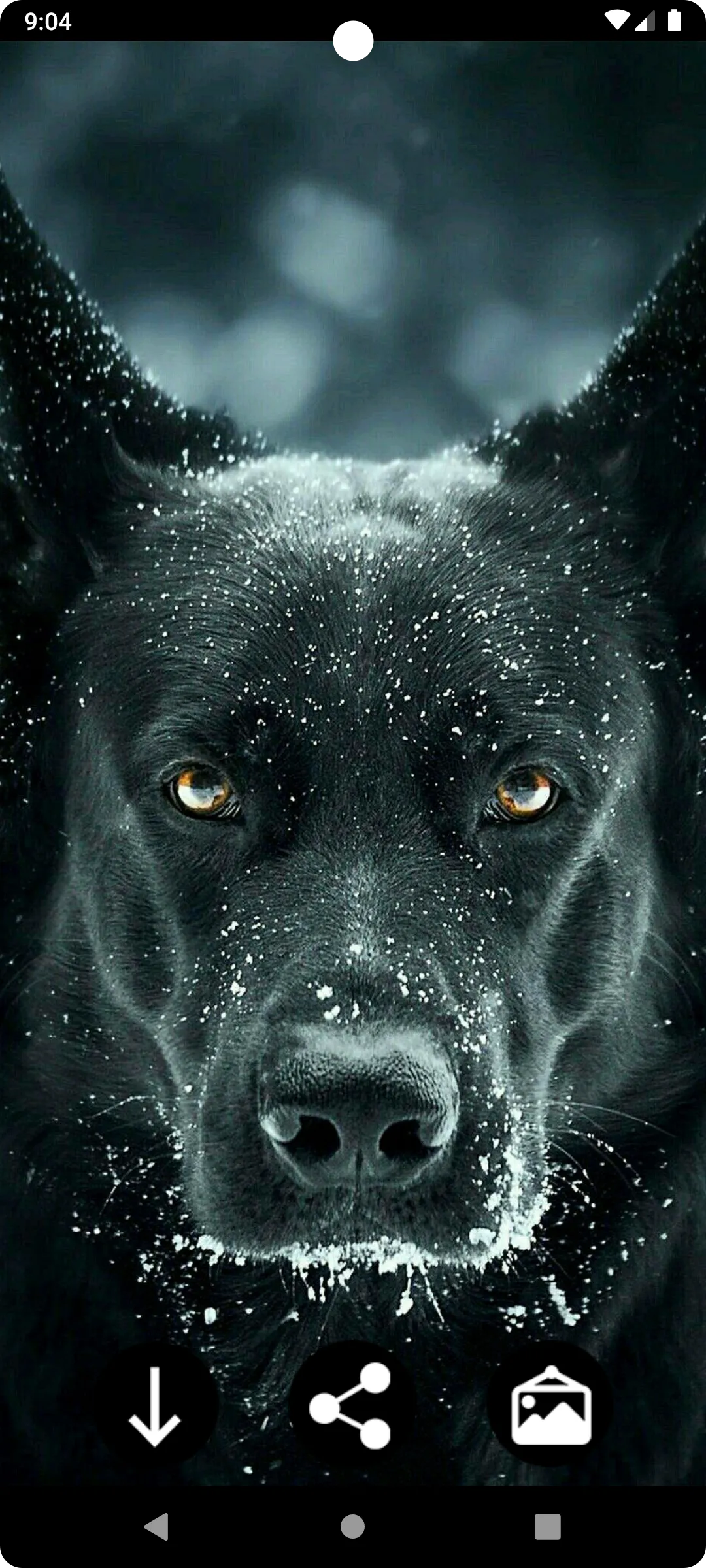 Dog Wallpapers | Indus Appstore | Screenshot