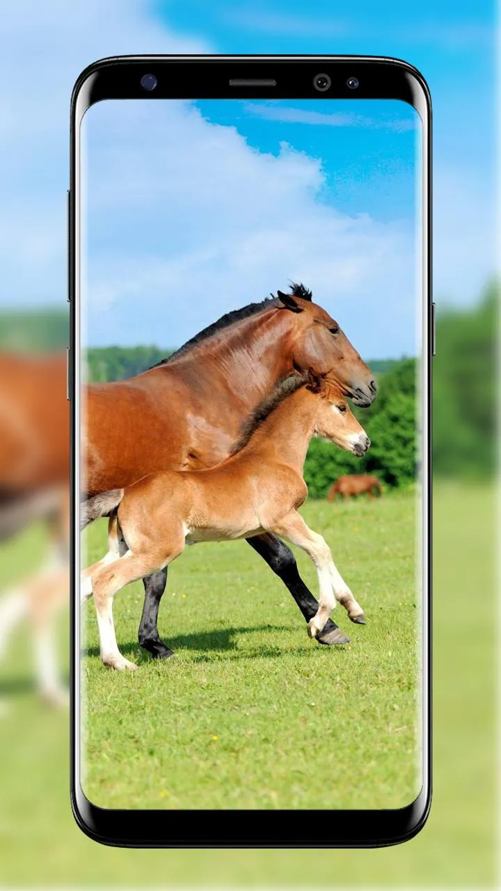 Horse Wallpapers | Indus Appstore | Screenshot