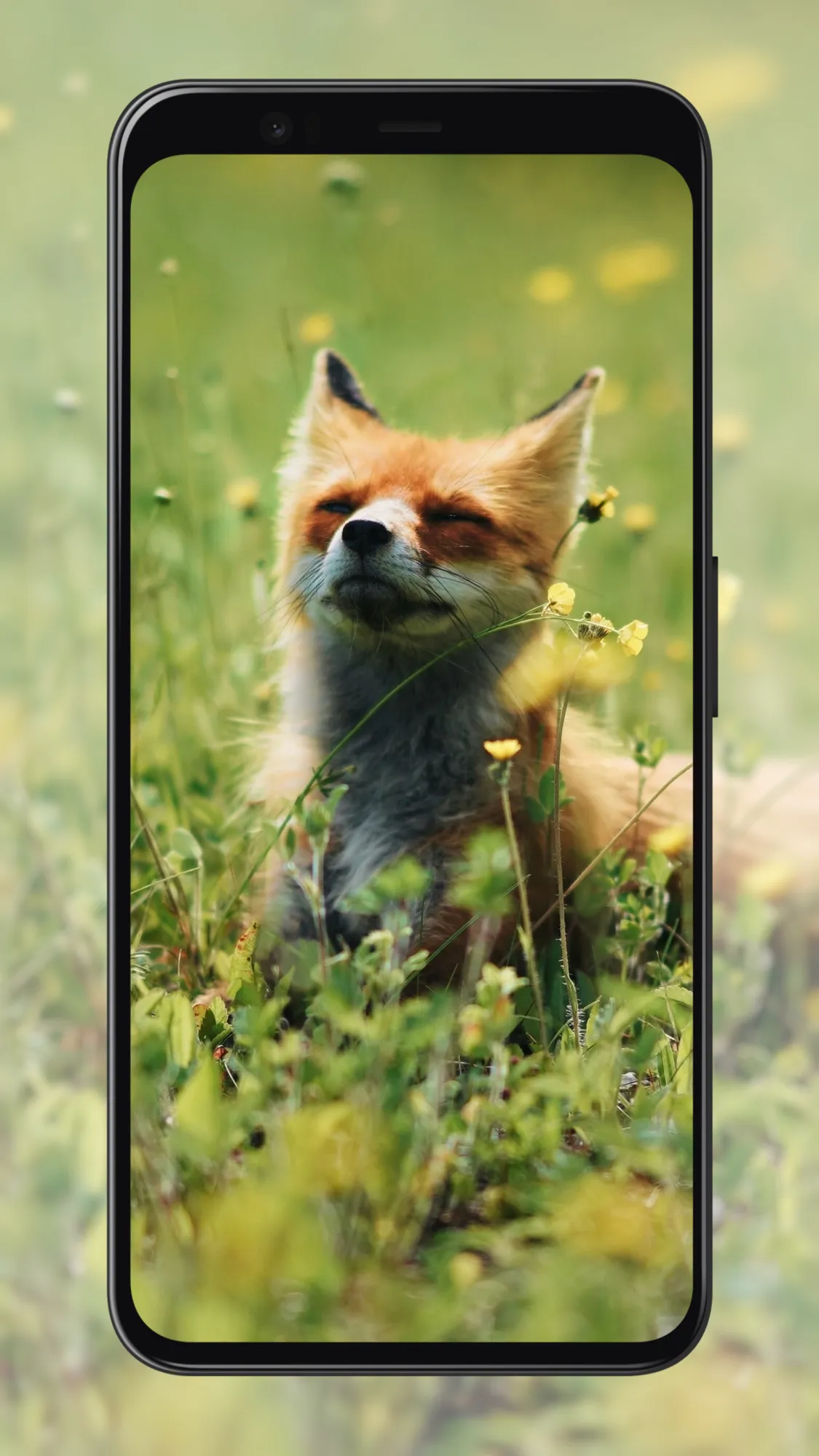 Fox Wallpapers | Indus Appstore | Screenshot