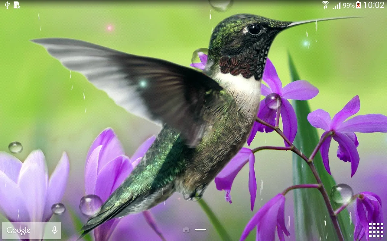 Hummingbirds Live Wallpaper | Indus Appstore | Screenshot