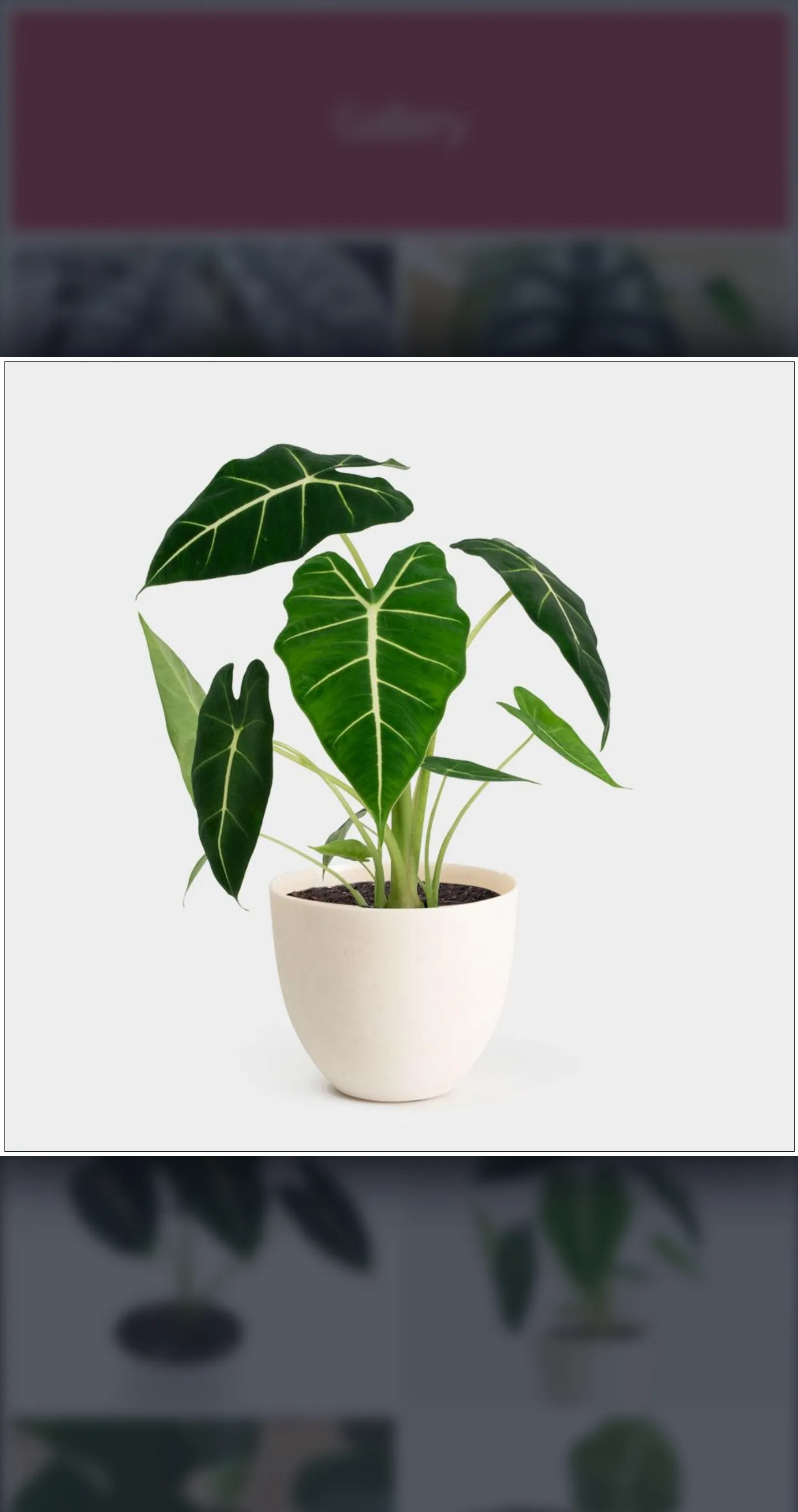 Alocasia Ornamental Plant Guid | Indus Appstore | Screenshot