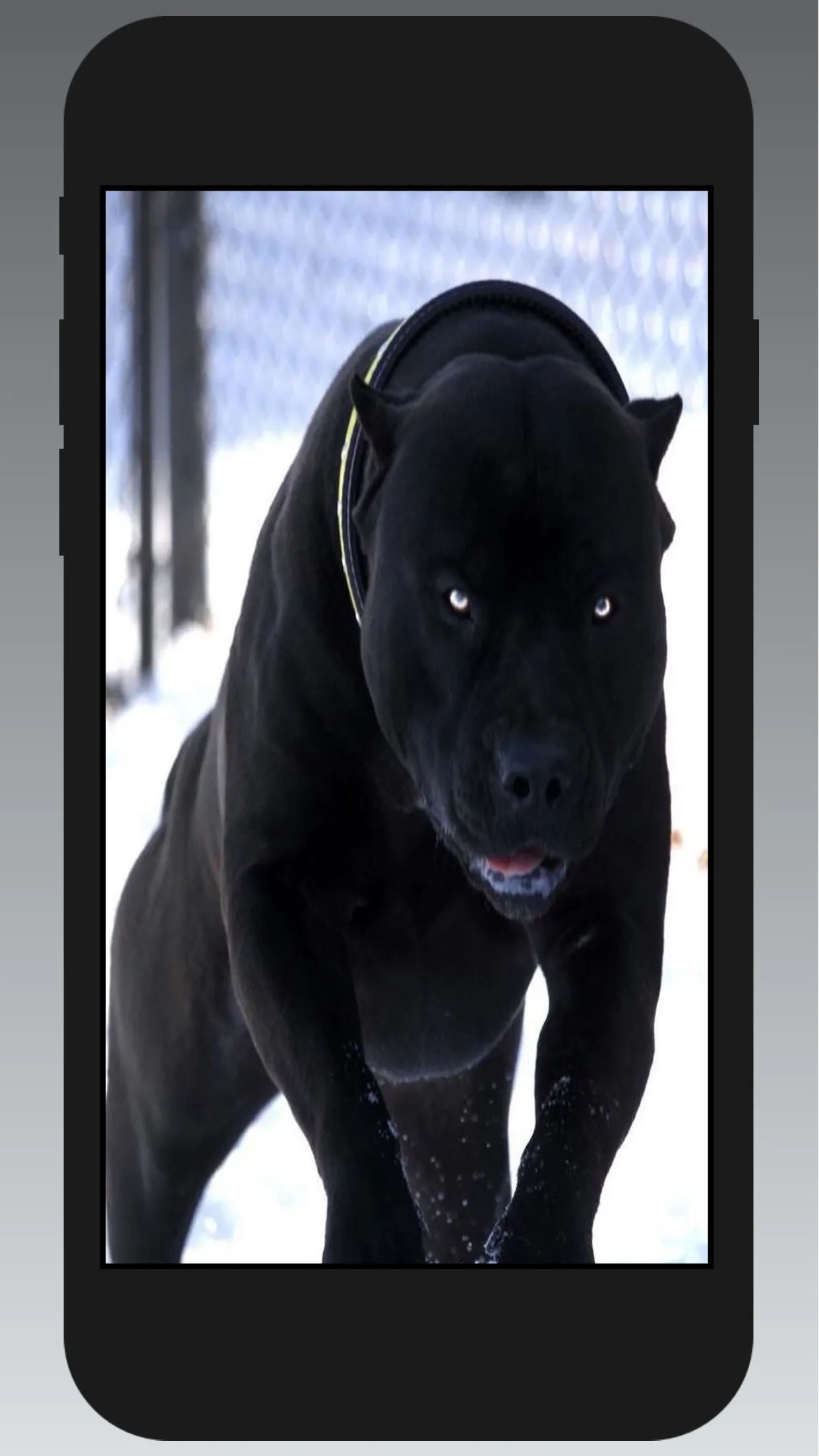 Pitbull Wallpapers | Indus Appstore | Screenshot