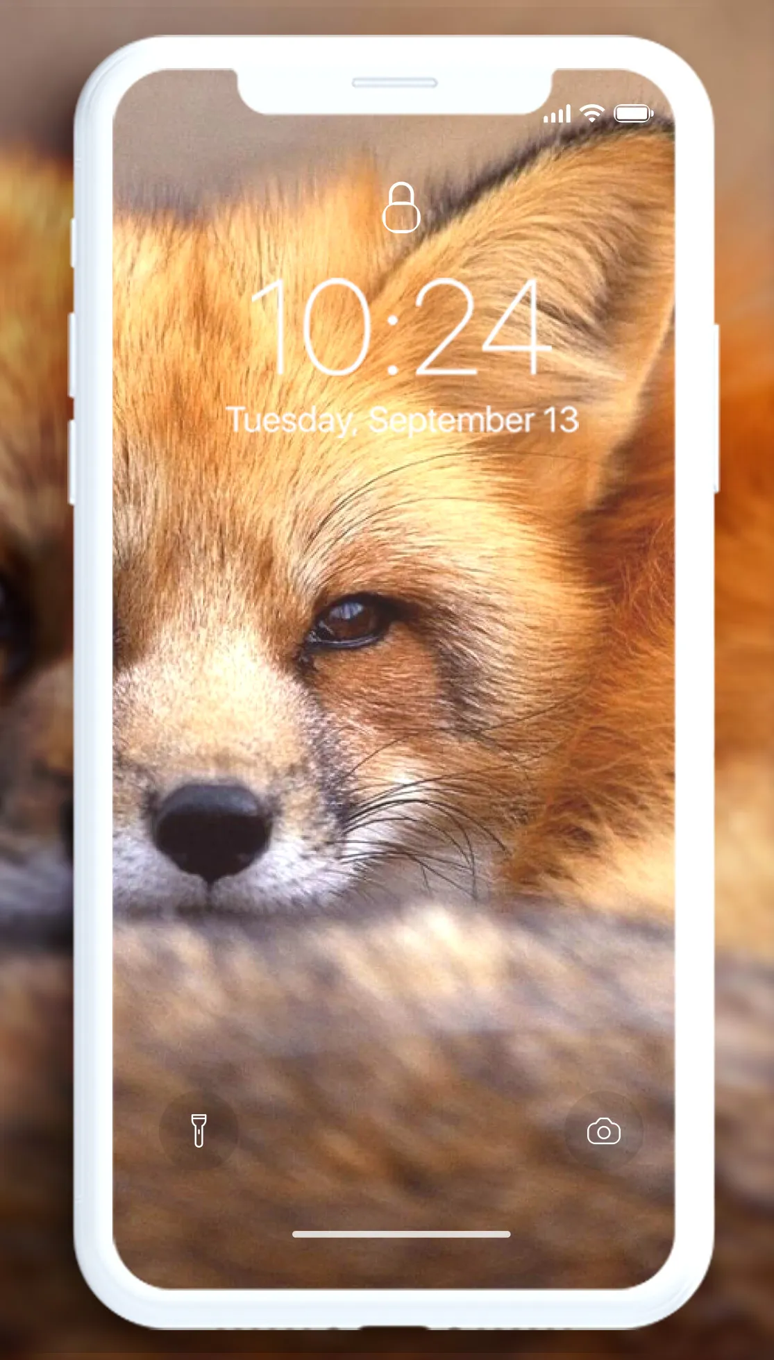 Fox Wallpaper | Indus Appstore | Screenshot