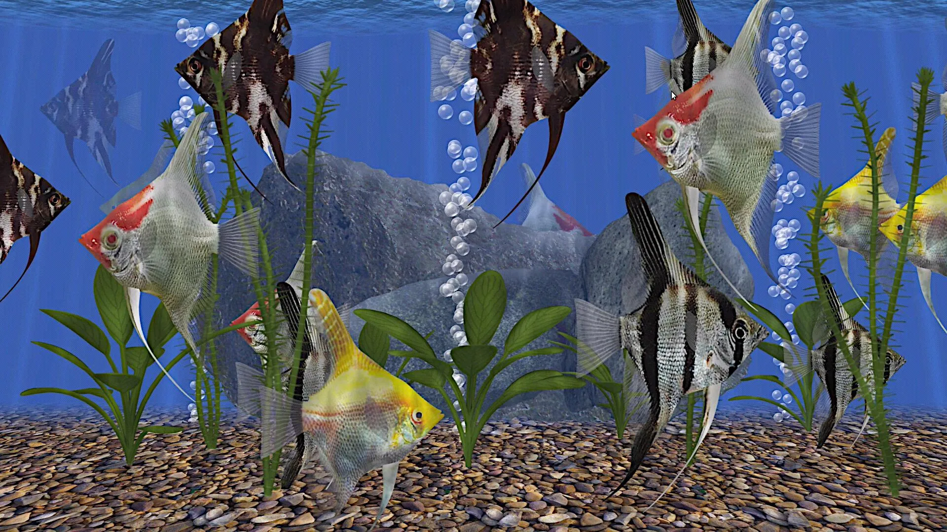 Angel Fish Aquarium TV Live | Indus Appstore | Screenshot