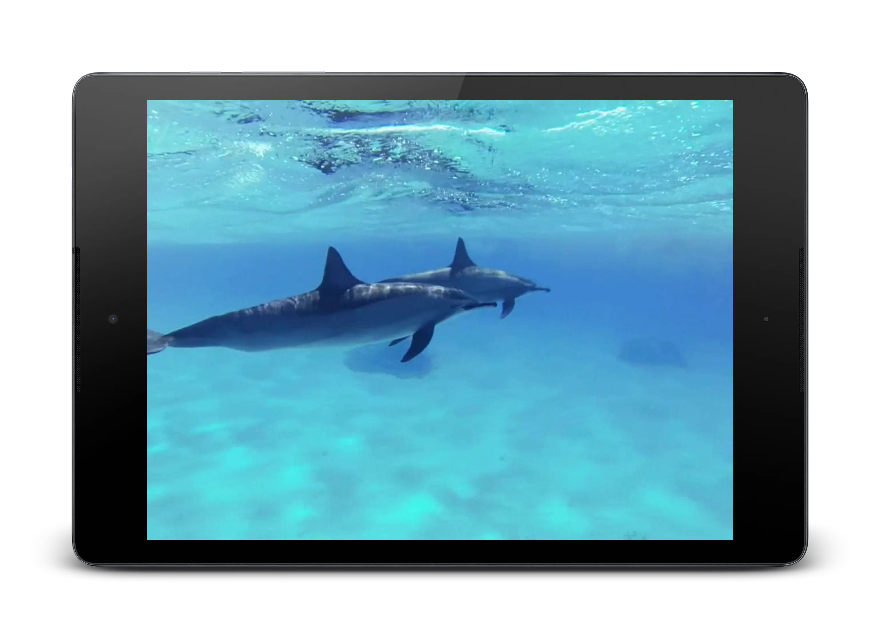 Dolphins +Sound Live Wallpaper | Indus Appstore | Screenshot