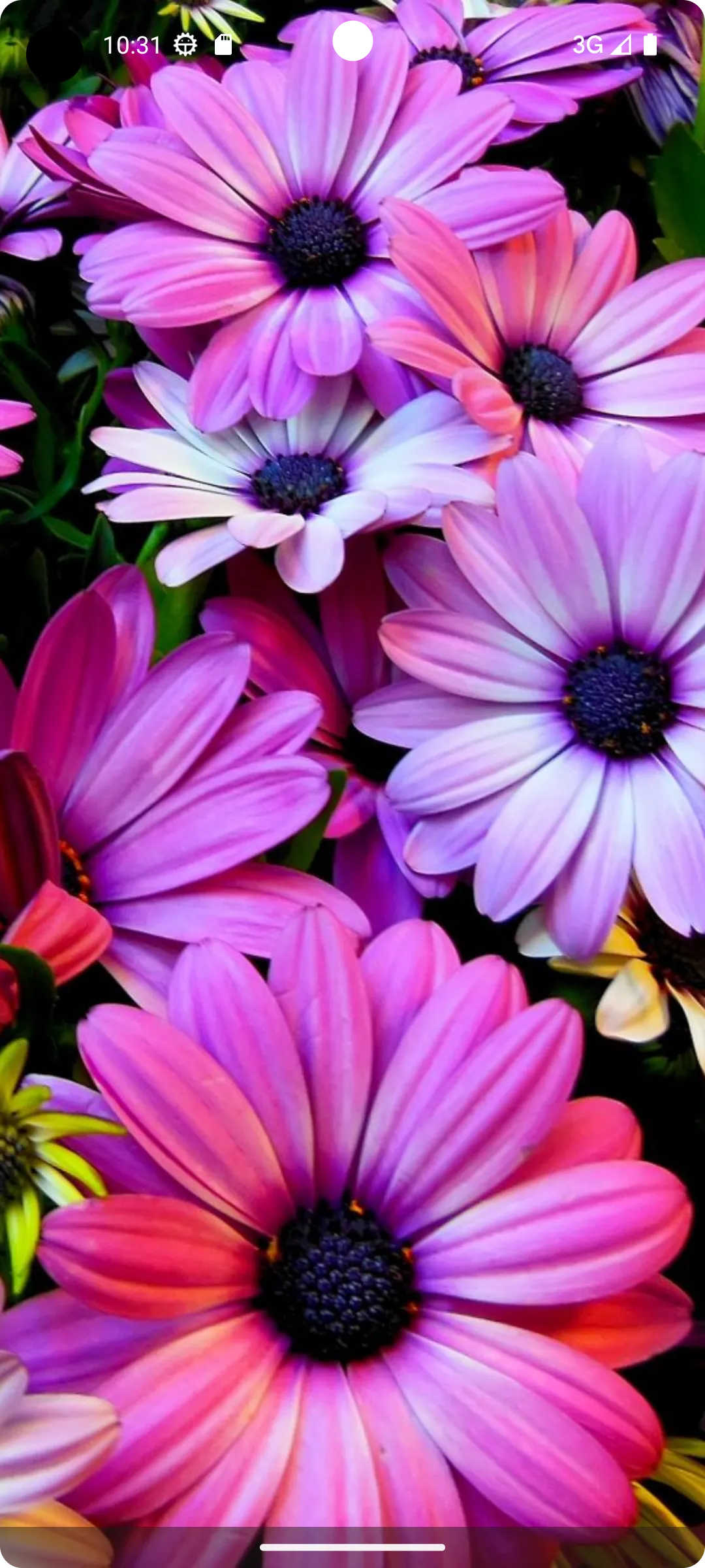 Flower Wallpapers - Flowrify | Indus Appstore | Screenshot