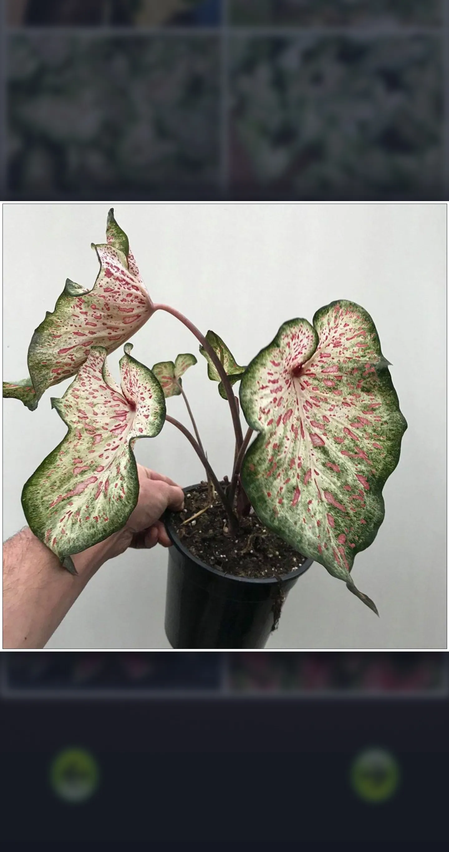 Caladium Ornamental Plant Guid | Indus Appstore | Screenshot