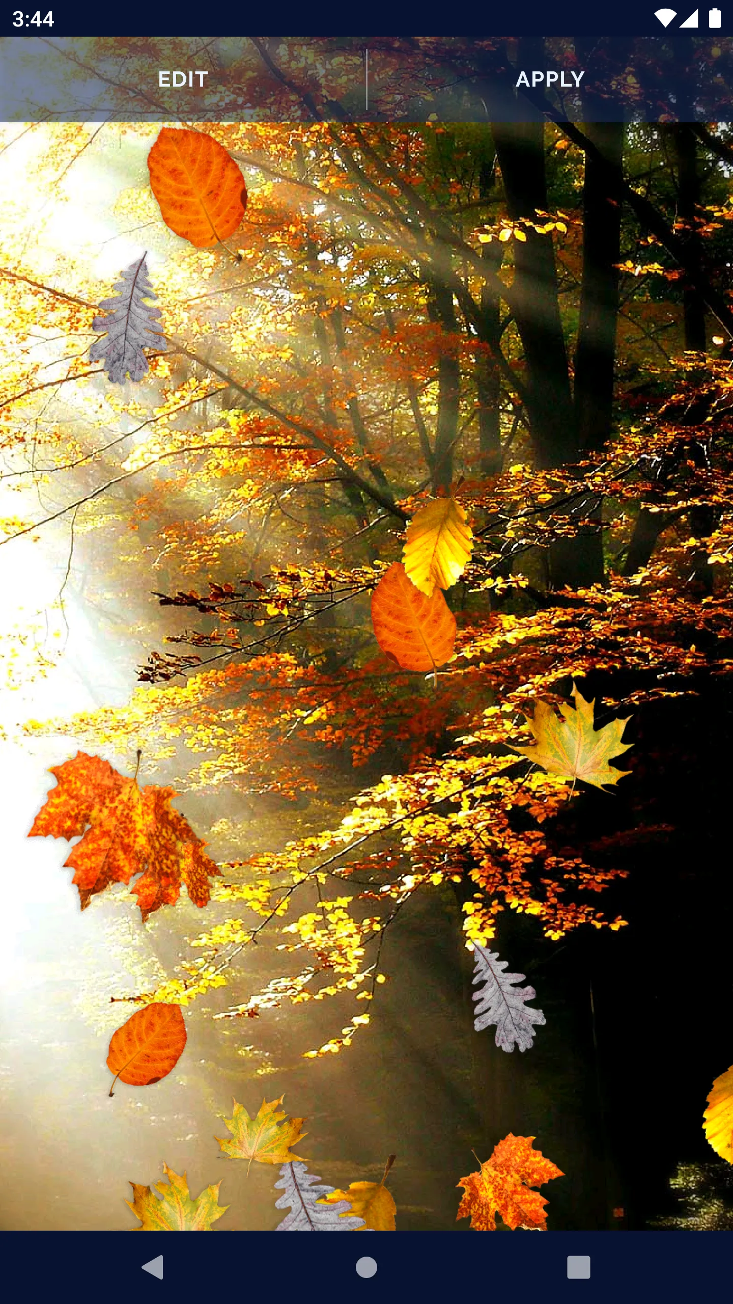 Autumn Leaves Live Wallpaper | Indus Appstore | Screenshot