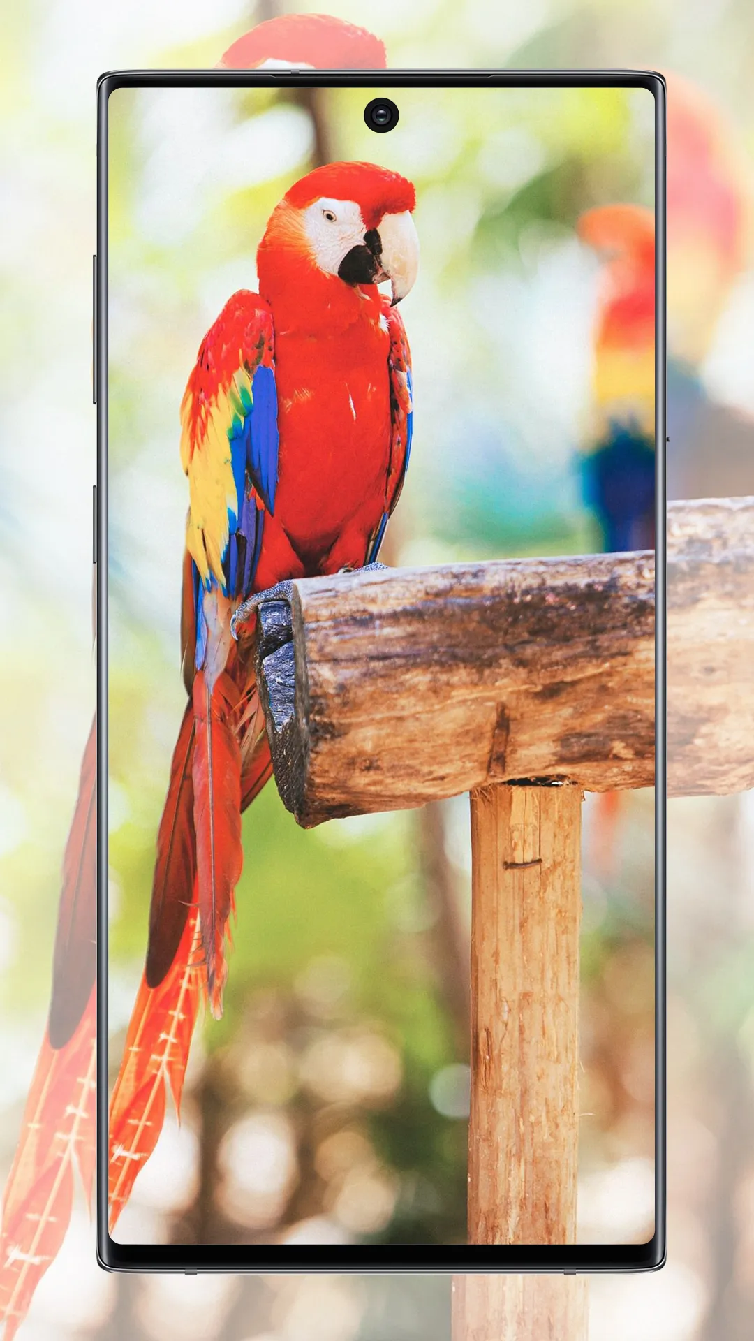 Cute Parrot Wallpaper | Indus Appstore | Screenshot