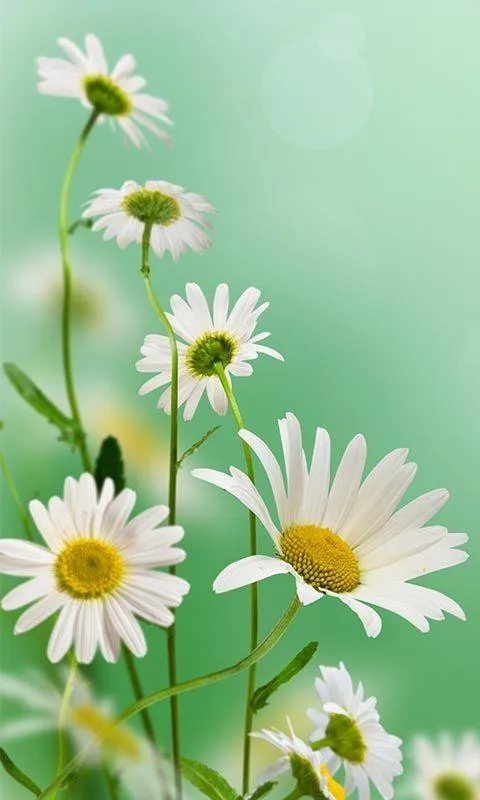 Spring Flowers Live Wallpaper | Indus Appstore | Screenshot