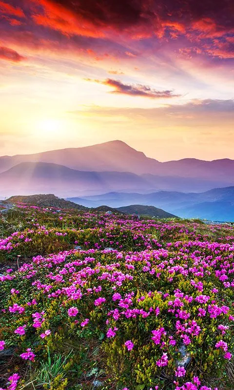 Mountain Flower Live Wallpaper | Indus Appstore | Screenshot