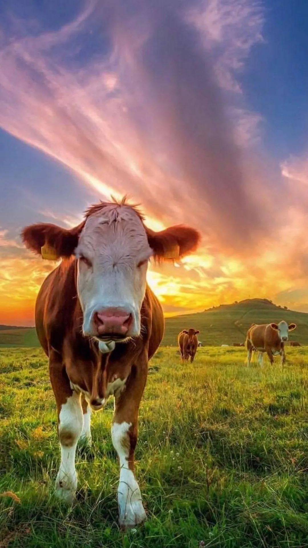 Cow Wallpapers | Indus Appstore | Screenshot