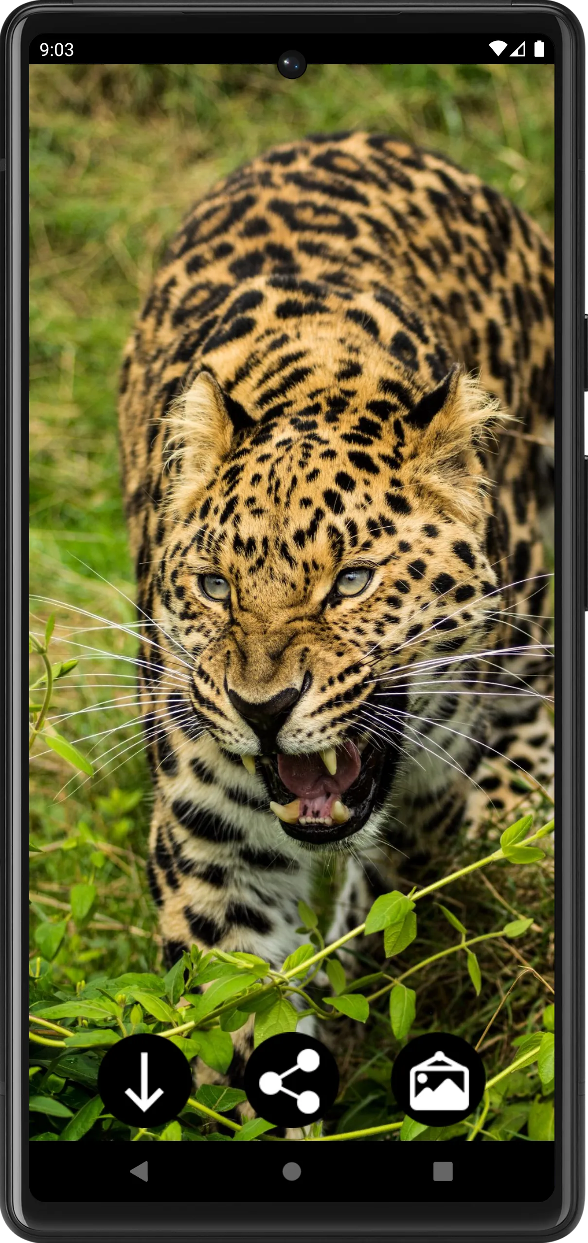 Leopard Wallpapers | Indus Appstore | Screenshot