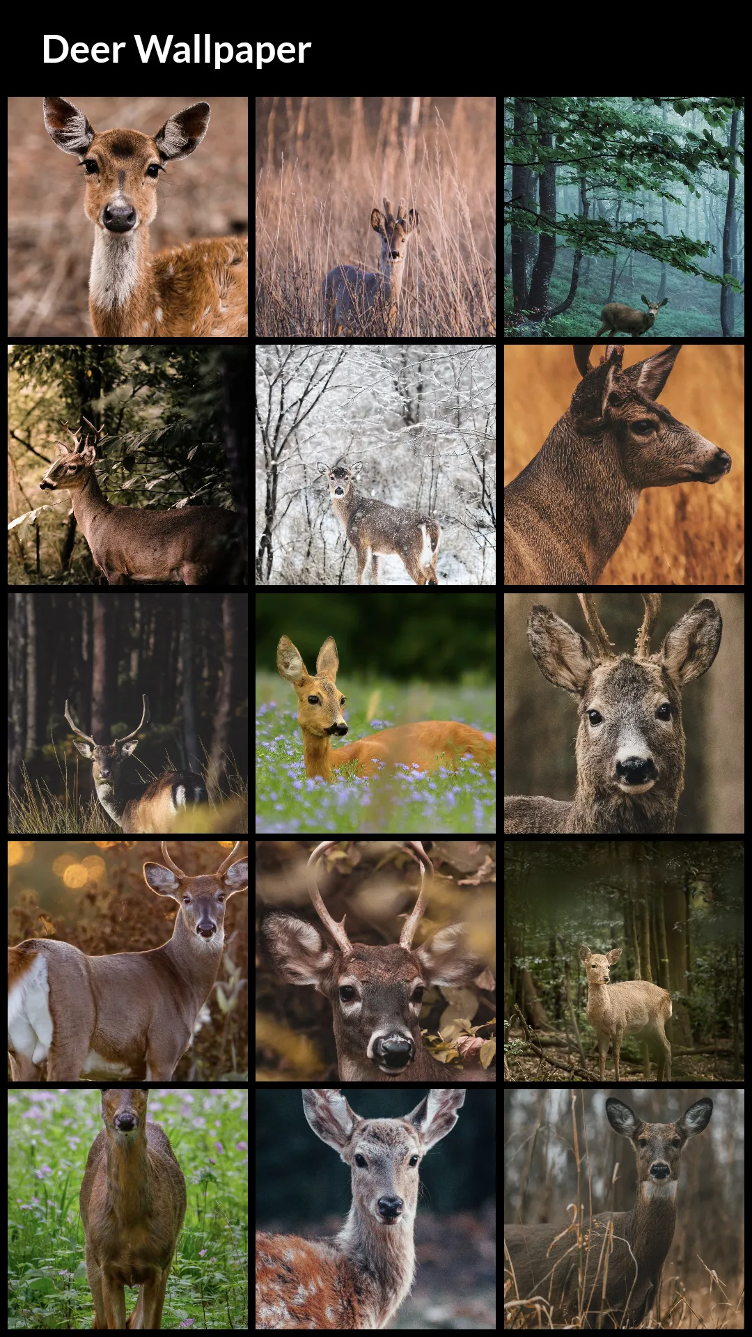 Deer Wallpapers | Indus Appstore | Screenshot