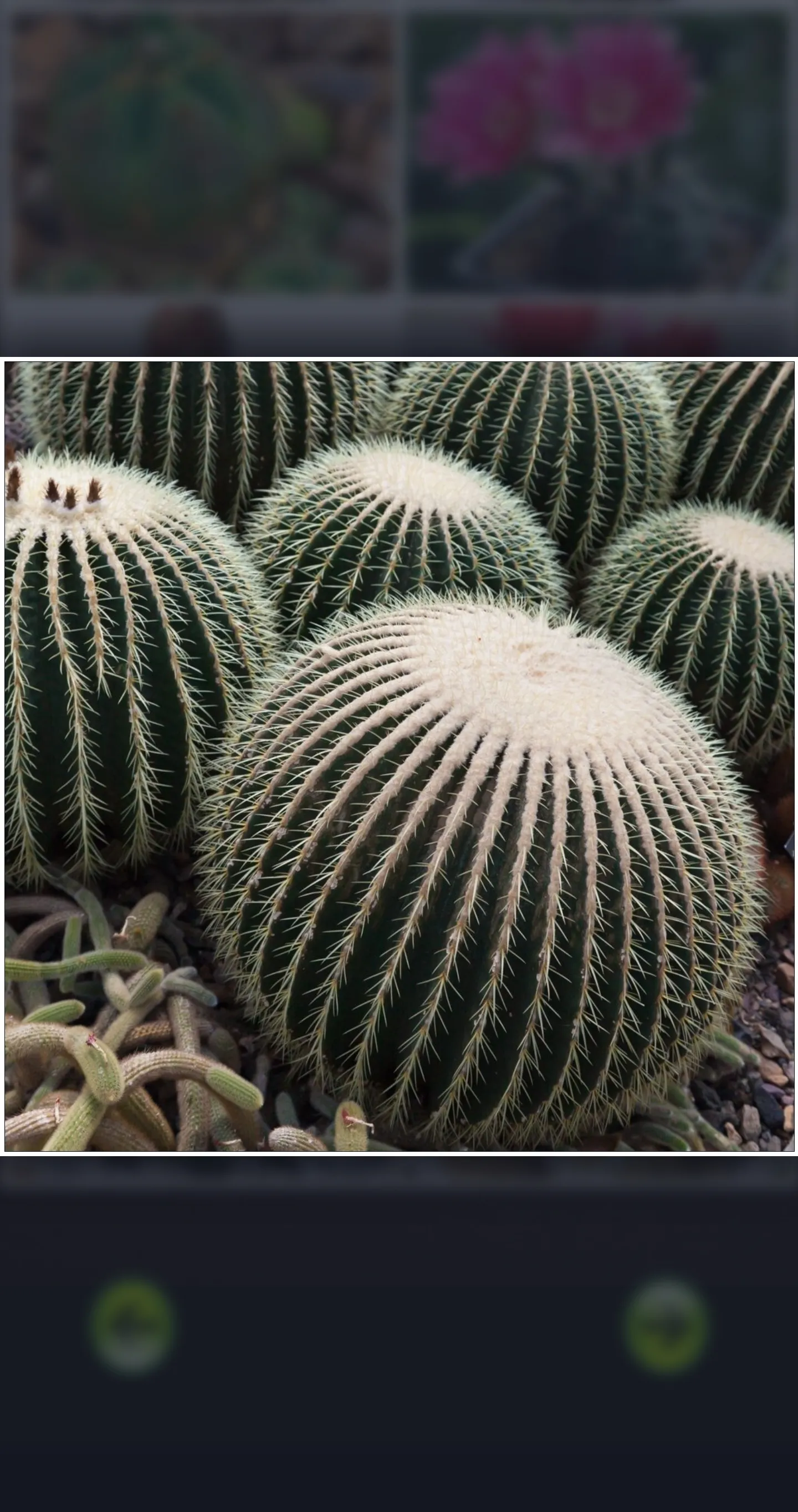 Cactus Guide - Planting Techni | Indus Appstore | Screenshot