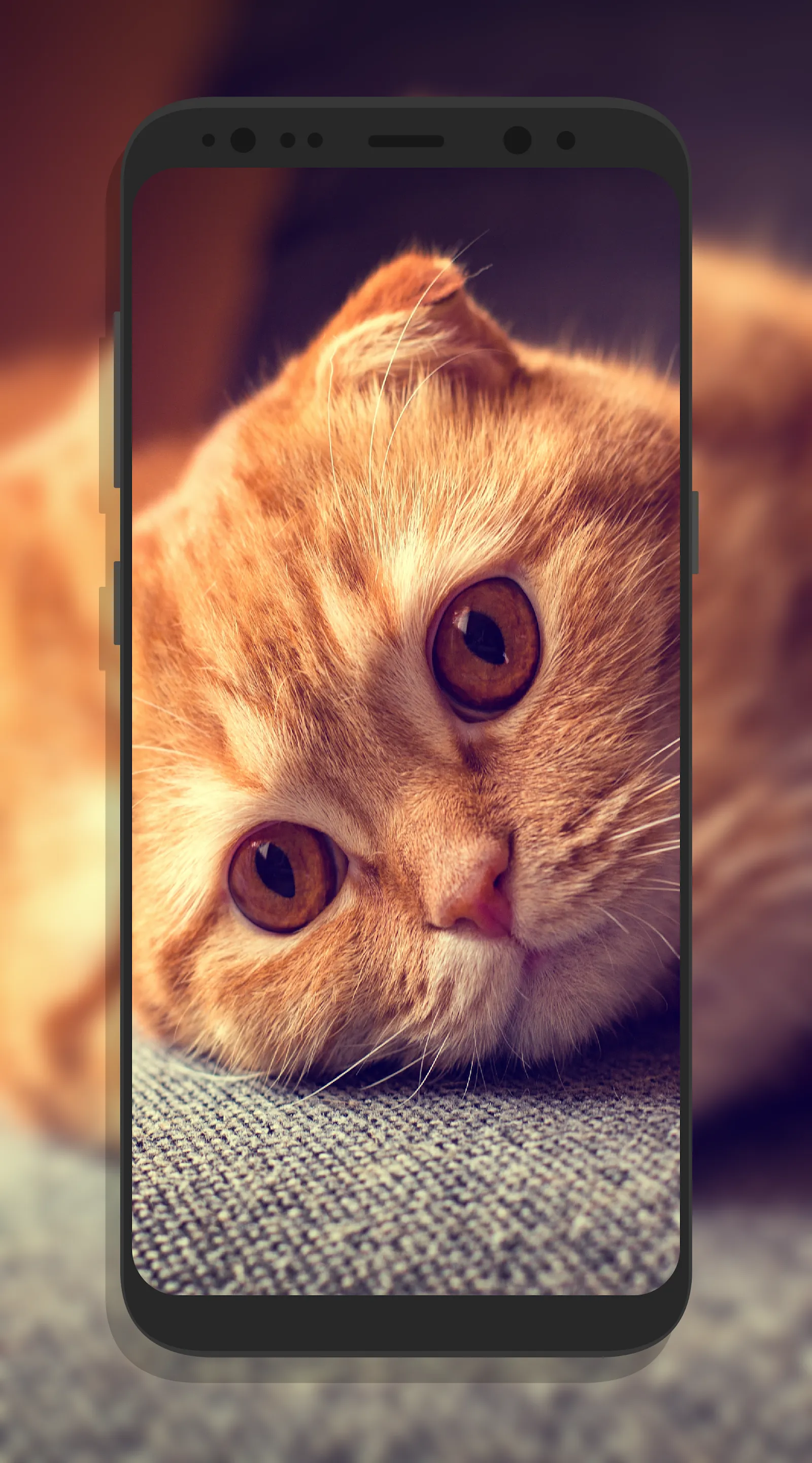 Cute Cat Wallpapers | Indus Appstore | Screenshot