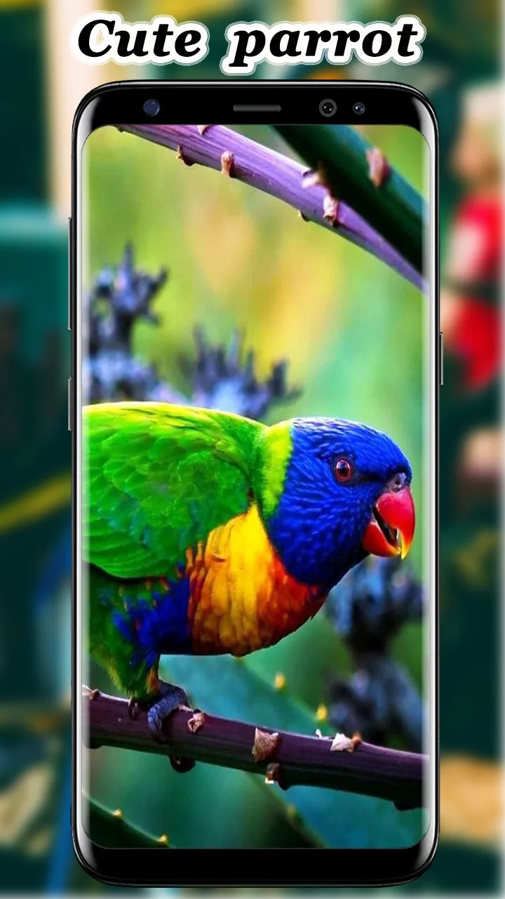 Cute Parrot Wallpaper | Indus Appstore | Screenshot