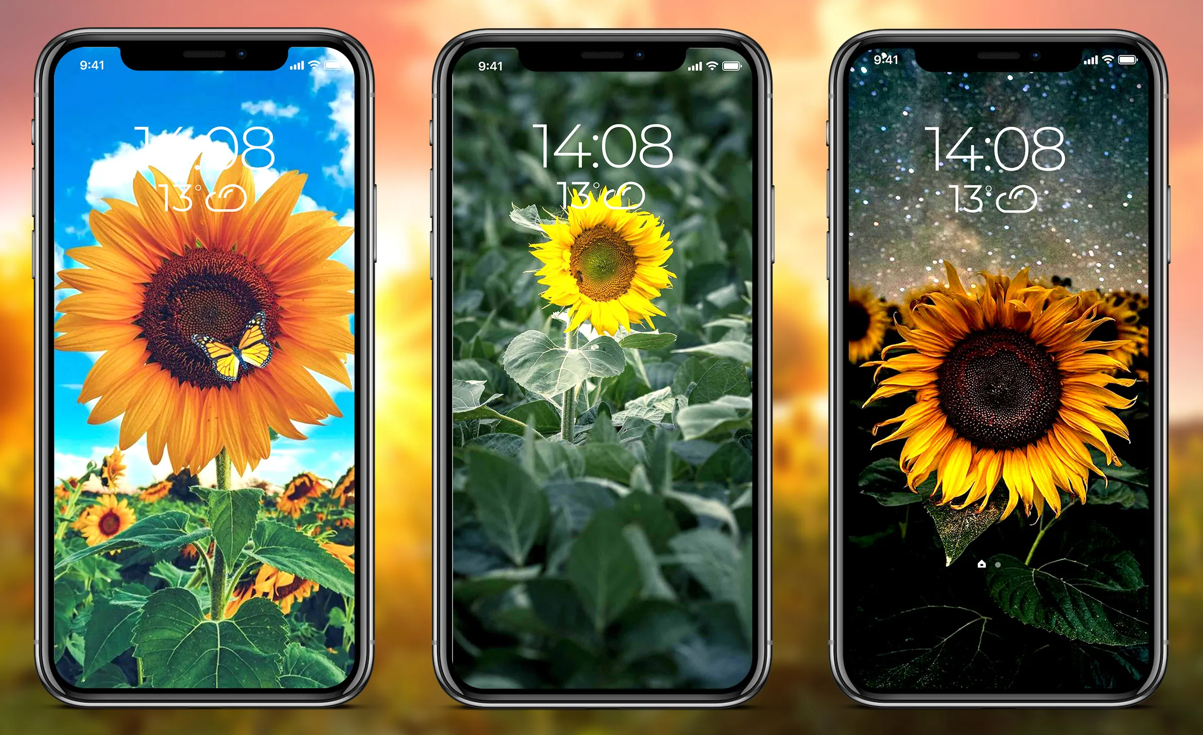 Sunflower Wallpapers | Indus Appstore | Screenshot