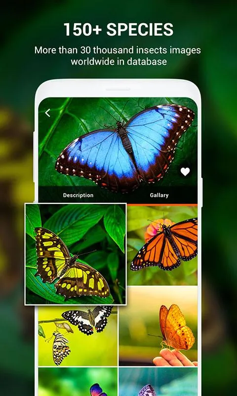 Insect identifier by Photo Cam | Indus Appstore | Screenshot