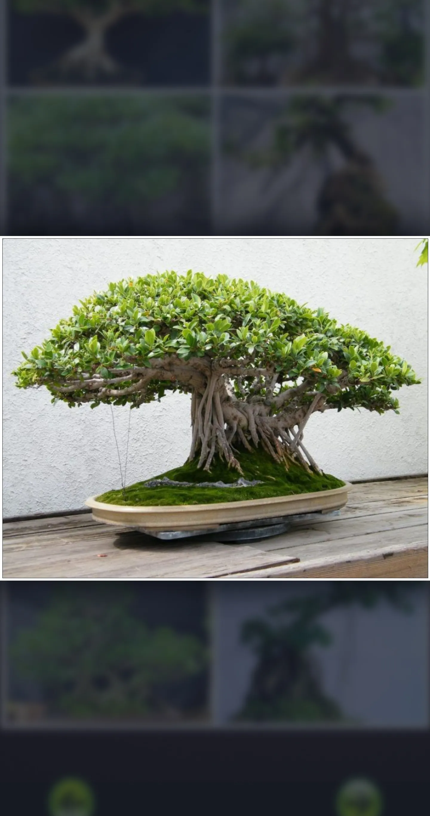 Bonsai Guide - Planting Techni | Indus Appstore | Screenshot