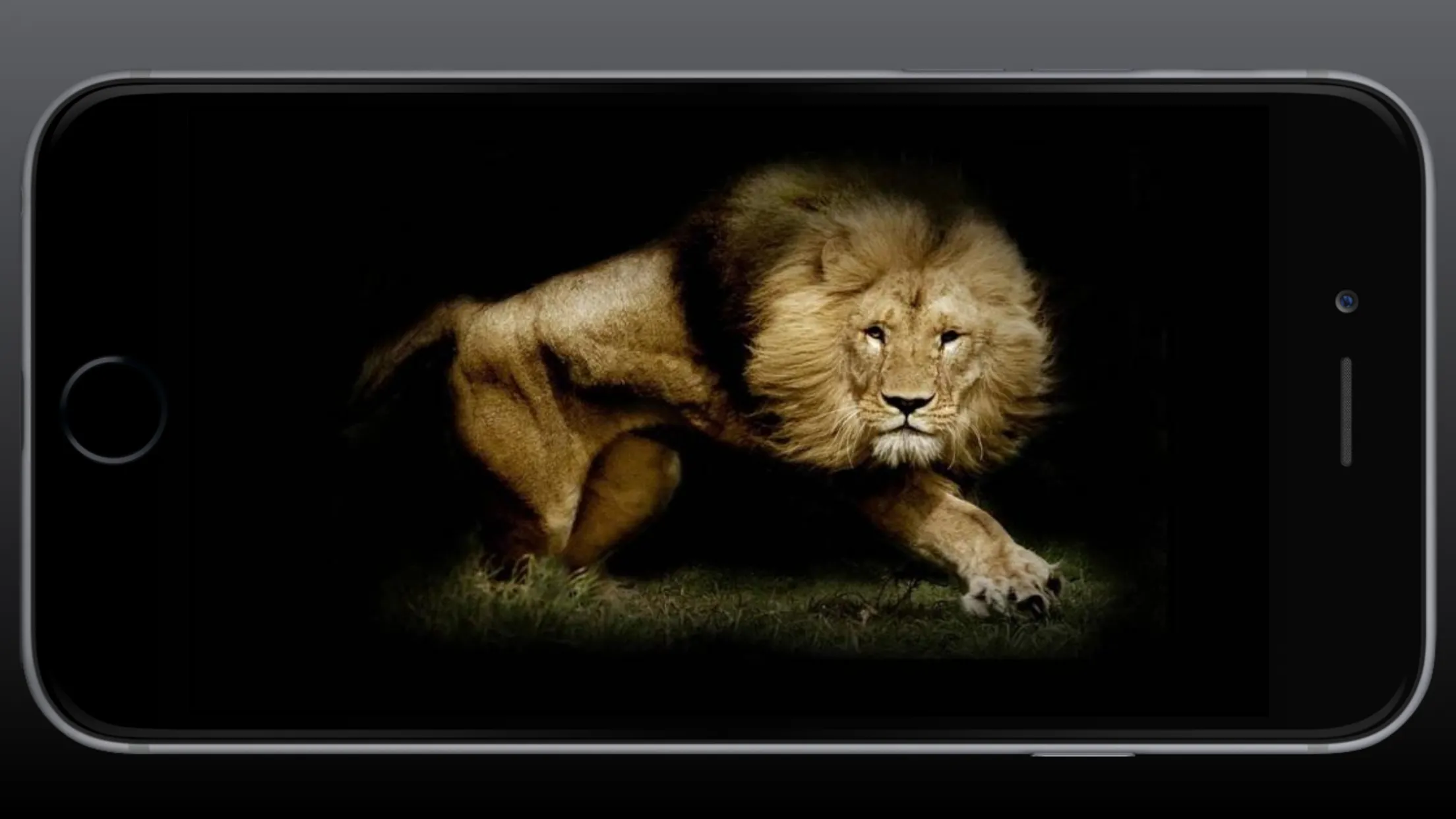 Lion Wallpaper | Indus Appstore | Screenshot