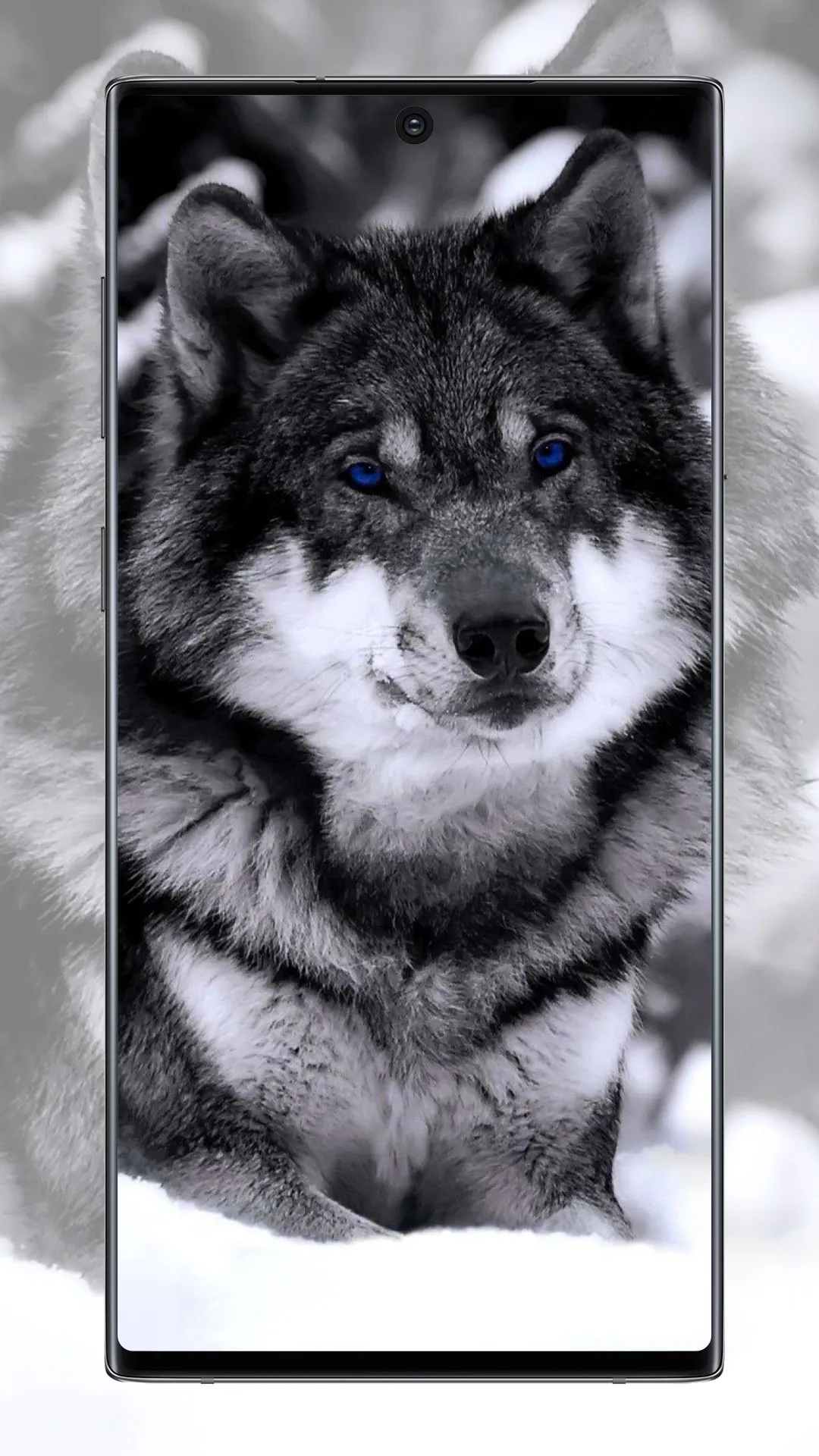 Wolf Wallpaper | Indus Appstore | Screenshot