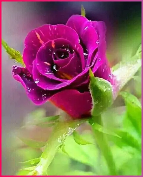 Flowers and Roses images | Indus Appstore | Screenshot