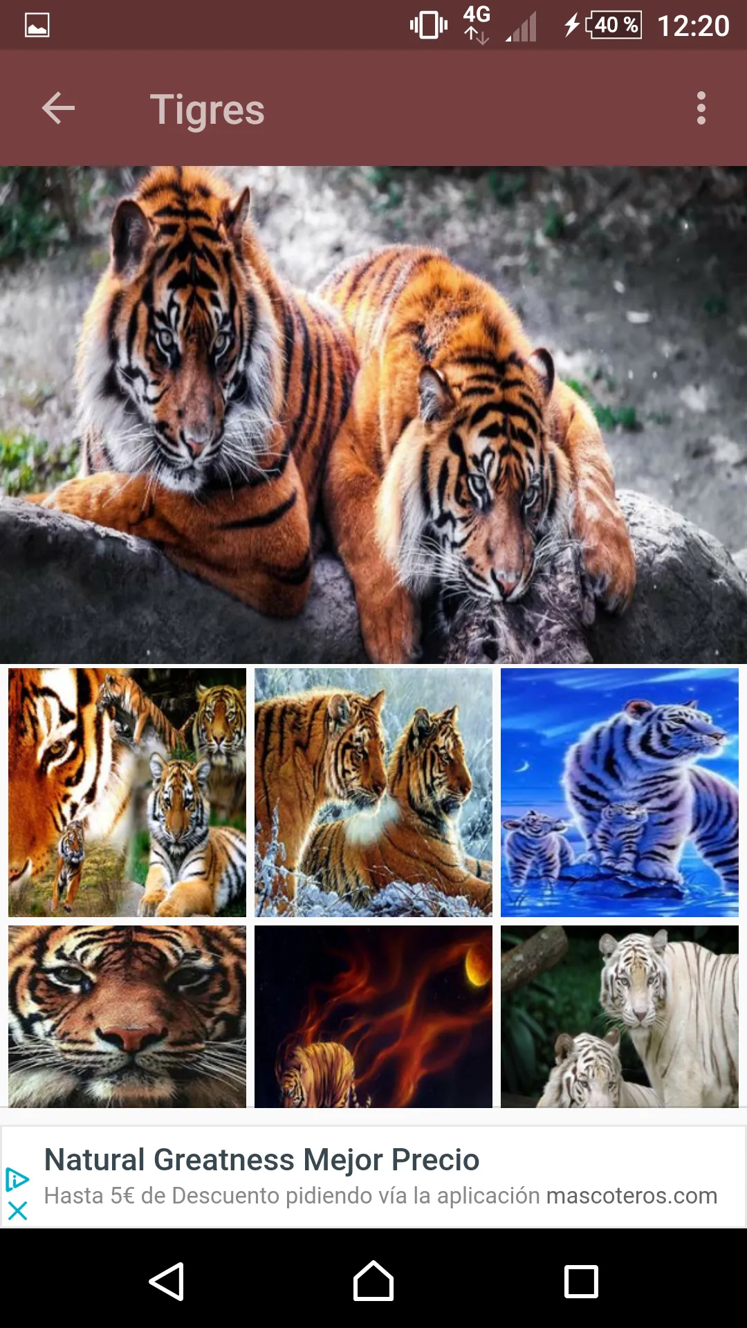 Tigres fondo de pantalla | Indus Appstore | Screenshot