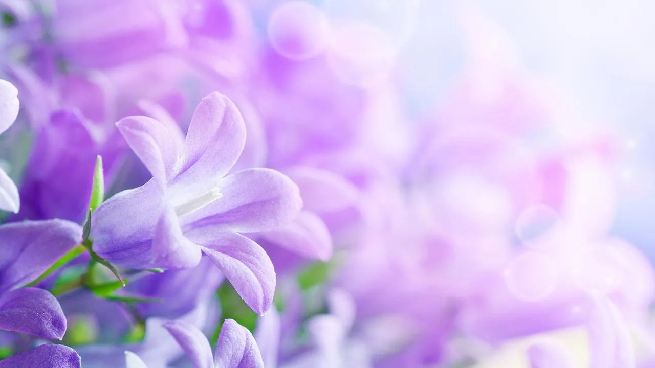 Lilac Flowers Live Wallpaper | Indus Appstore | Screenshot