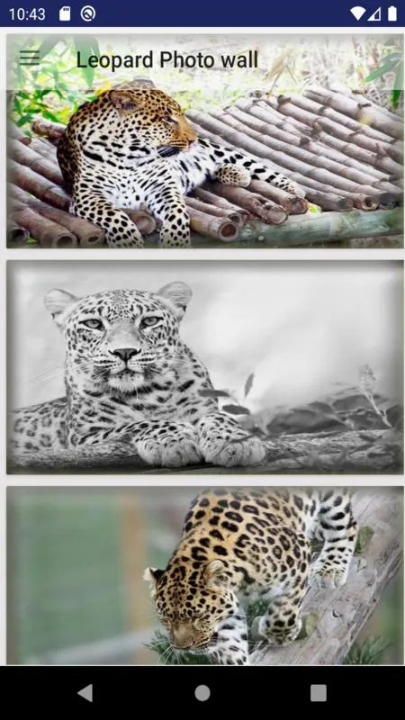 Leopard wallpaper: panther | Indus Appstore | Screenshot