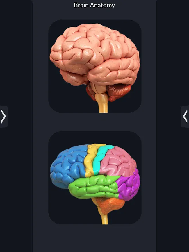 Brain Anatomy Pro. | Indus Appstore | Screenshot