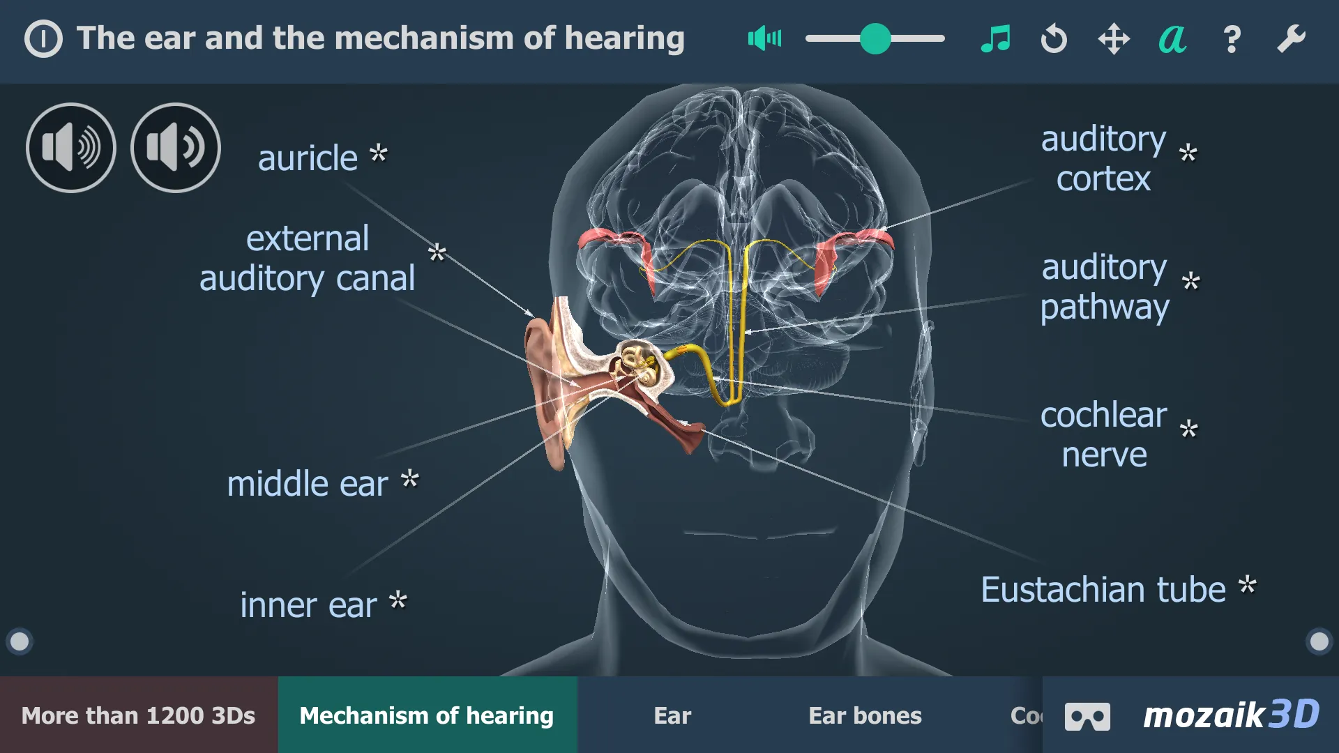 The mechanism of hearing 3D | Indus Appstore | Screenshot