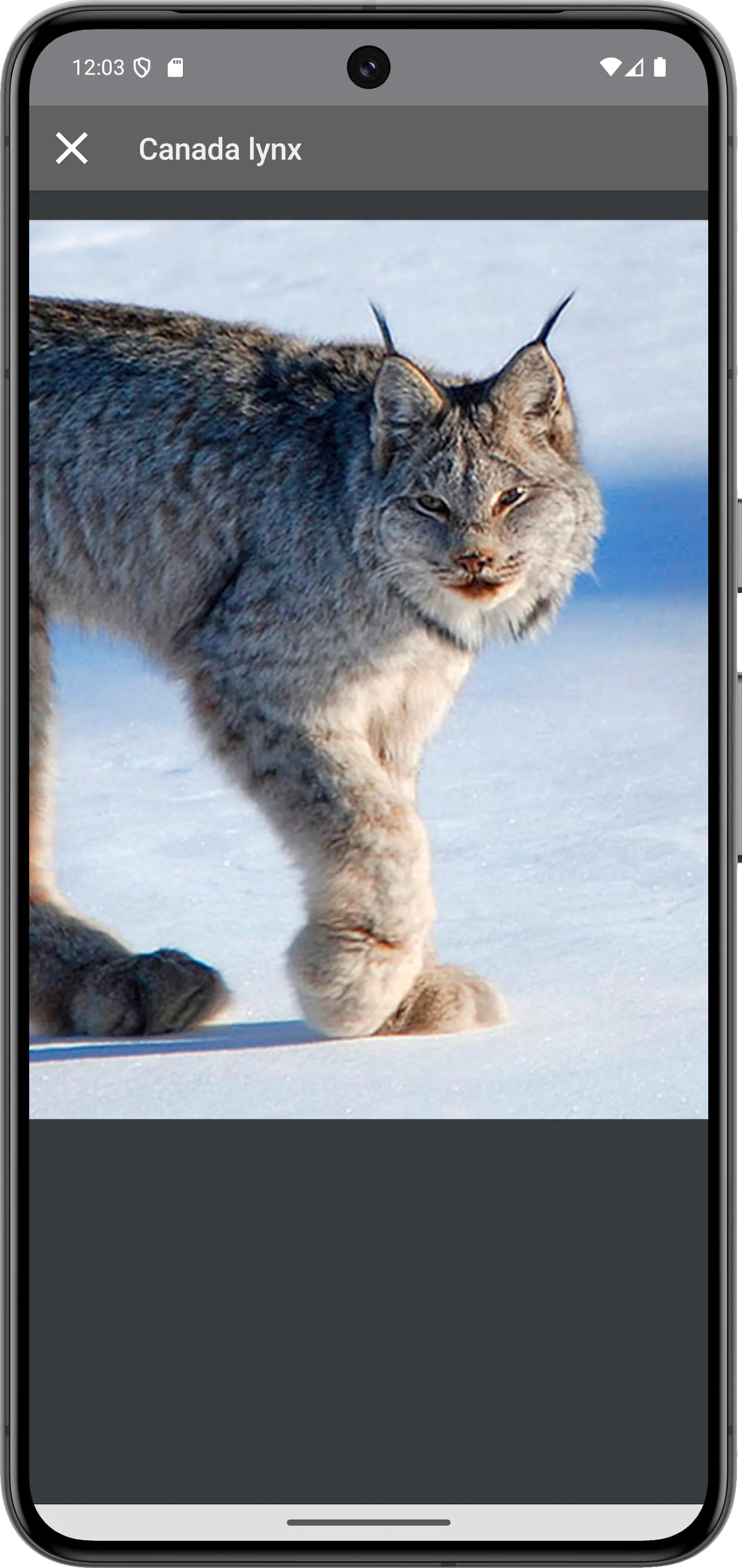 Decoy on fur animals | Indus Appstore | Screenshot